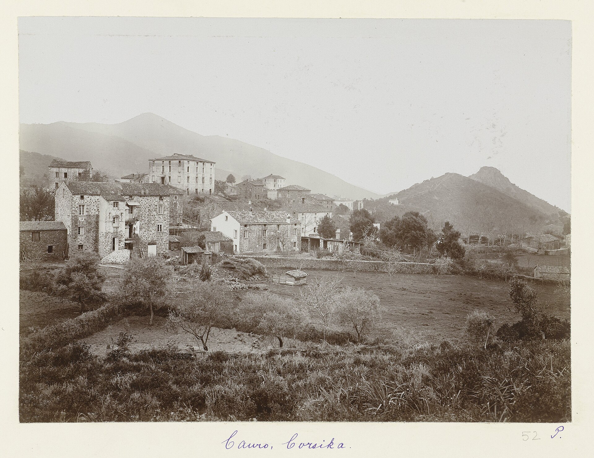 Cauro